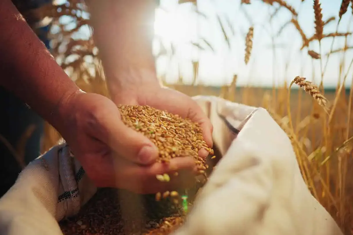 consultingheads-strategischer-einkauf-lebensmittelbranche