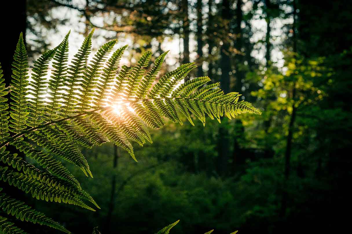 Energy and Environmental Technology as a Field for New Business Models
