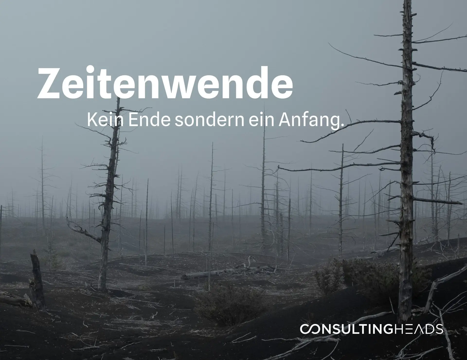 Zeitwende, Wald, Digitalisierung, Automotive